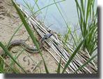 Natrix natrix